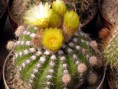 /album/fotogaleria-fotogaleria/notocactus-uebelmannianus-var-pleiocephalus-fs-242-2680-dohnalik-p5070020-jpg/